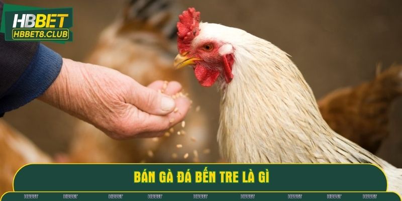 Bán gà đá Bến Tre là gì
