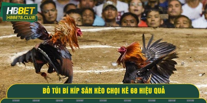 Bỏ túi bí kíp săn kèo chọi kê 68 hiệu quả