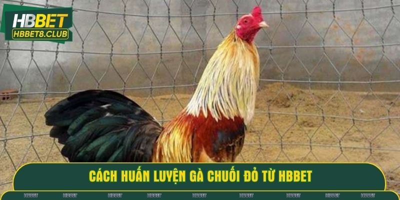 Cách huấn luyện gà chuối đỏ từ HBBET