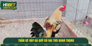 thần kê vảy gà quý