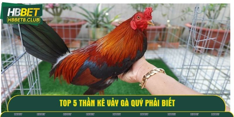 Top 5 thần kê vảy gà quý phải biết