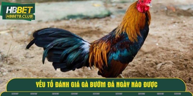 Yếu tố đánh giá gà bướm đá ngày nào được
